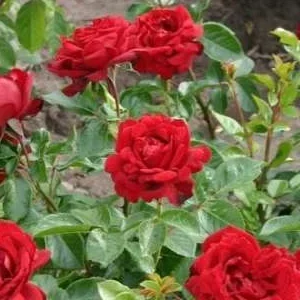 K653 Róża pienna Młodzieńcza Miłość