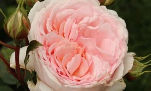 K654 Róża pienna MARCHENZAUBER