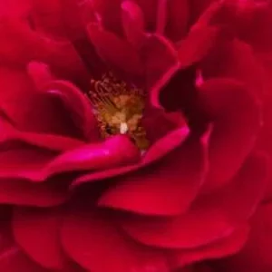 K655 Róża pienna Bordeaux