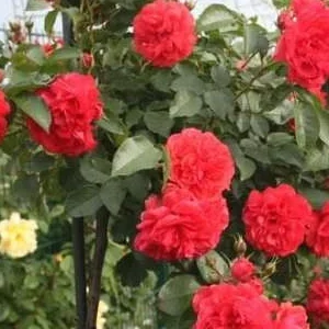 K657 Róża pienna UETERSENS ROSENKONIGIN