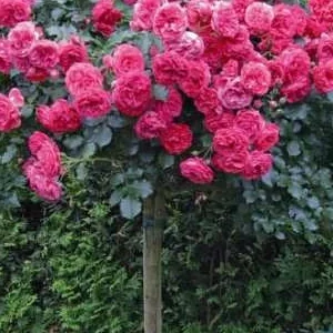 K658 Róża pienna Rosarium Uetersen