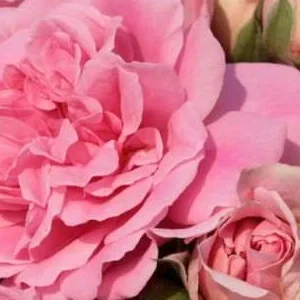 K659 Róża pienna UETERSENS ROSENPRINZESSIN