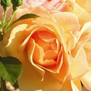 K660 Róża pienna HANSESTADT ROSTOCK