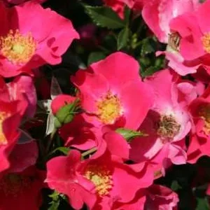 K661 Róża pienna Stadt Rom