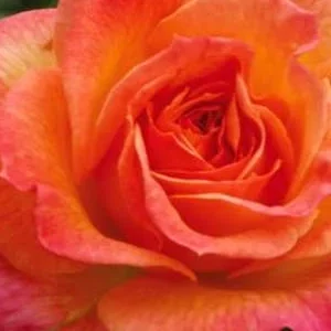 K662 Róża pienna GARTENSPASS