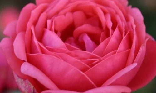 K664 Róża pienna Księżniczka Ogródka Maria-Joanna 90 cm