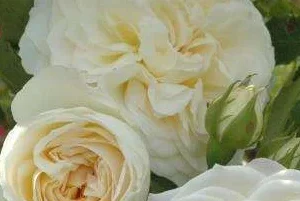 K665 Róża pienna Pokój Światła