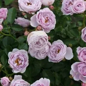 K666 Róża pienna NAUTICA