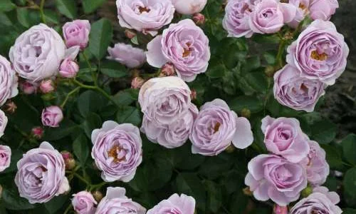 K666 Róża pienna NAUTICA