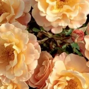 K667 Róża pienna CUBANA