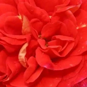 K668 Róża pienna GEBRUDER GRIMM