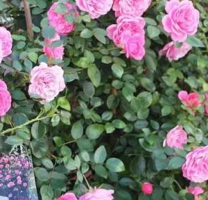 K669 Róża pienna EVA 120 cm