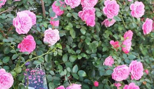 K669 Róża pienna EVA 120 cm