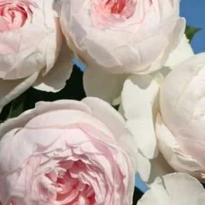 K670 Róża pienna Księżna Christiane