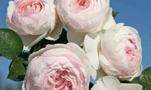 K670 Róża pienna Księżna Christiane