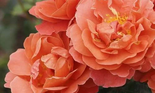 K671 Róża pienna Theodor Fontane