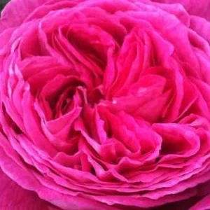 K672 Róża pienna FREIFRAU CAROLINE