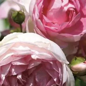 K673 Róża pienna JASMINA®