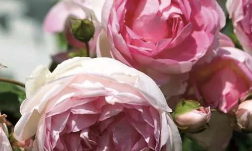 K673 Róża pienna JASMINA®