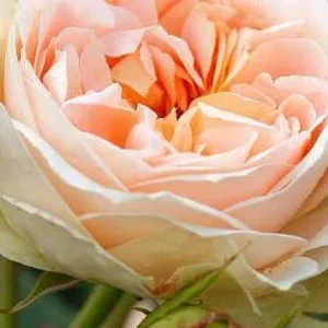 K675 Róża pienna MATTHIAS CLAUDIUS ROSE®