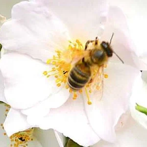 K676 Róża pienna Apfelblüte® 120 cm