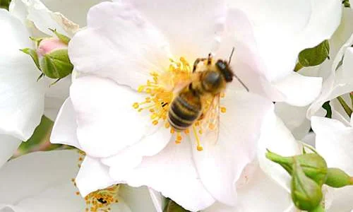 K676 Róża pienna Apfelblüte® 120 cm