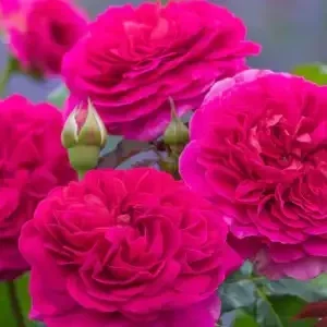 K678 Róża pienna GABRIEL OAK®