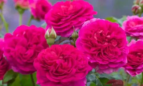 K678 Róża pienna GABRIEL OAK®