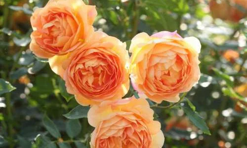 K679 Róża pienna Pani w Shalott