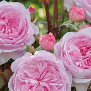 K680 Róża pienna Olivia Rose Austin®