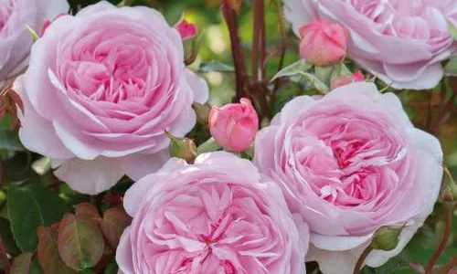 K680 Róża pienna Olivia Rose Austin®