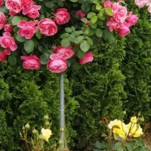 K683 Róża pienna Leonardo da Vinci® 120 cm