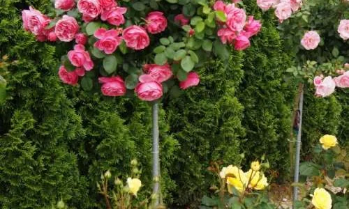 K683 Róża pienna Leonardo da Vinci® 120 cm