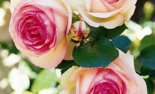 K684 Róża pienna Eden Rose 120 cm