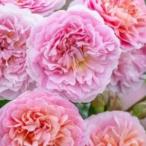 K685 Róża pienna Eustacia Vye® 90 cm