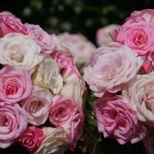 K686 Róża pienna XENIA®