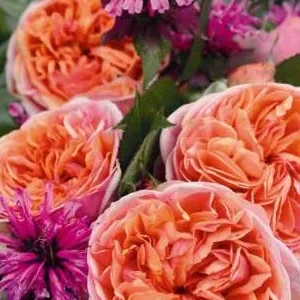 K688 Róża pienna CHIPPENDALE®