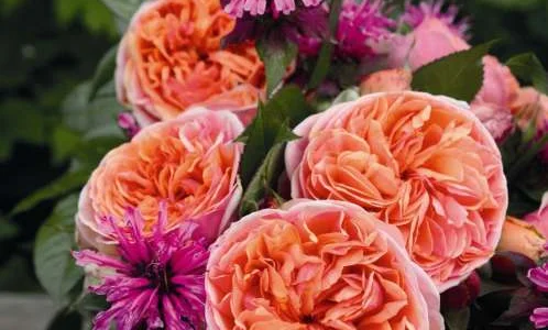 K688 Róża pienna CHIPPENDALE®