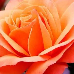 K689 Róża pienna CORAL LIONS-ROSE