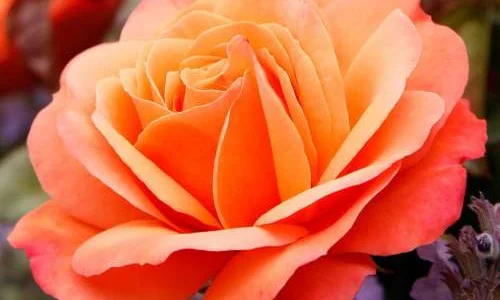 K689 Róża pienna CORAL LIONS-ROSE