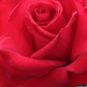 K690 Róża pienna Młodzieńcza Miłość