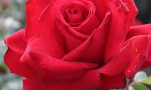 K690 Róża pienna Młodzieńcza Miłość