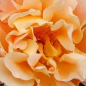 K691 Róża pienna CUBANA