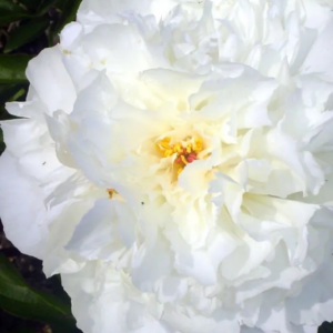 PIWONIA - KELWAYS GLORIOUS