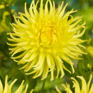 DALIA - KENNEMERLAND