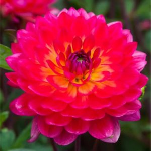 DALIA - KILBURN GLOW