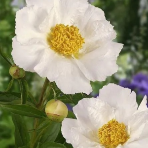 PIWONIA CHIŃSKA - KRINKLED WHITE