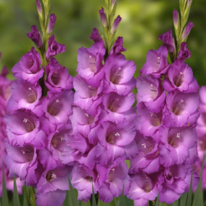 MIECZYK - LAVENDER FROST