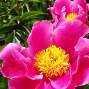 PIWONIA - L'ECLATANTE