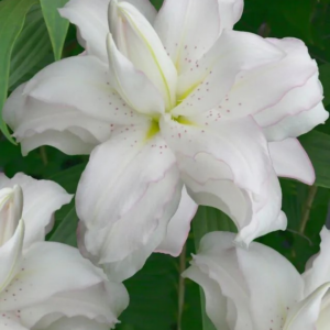 LILIA - LOTUS BEAUTY